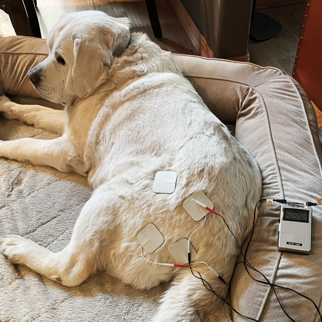 12YearOldLab